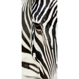 Fototapet animale - Zebra