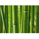 Fototapet Bambus