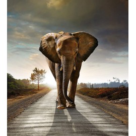 Fototapet Elefant african