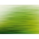 Fototapet verde - Reflexia padurii