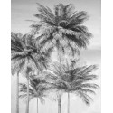 Fototapet alb negru cu palmieri