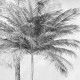 Fototapet alb negru cu palmieri - detaliu