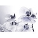 Fototapet Orhidee alb-negru