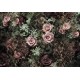 Fototapet Velvet Roses