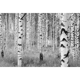 Fototapet Padure de mesteceni alb-negru